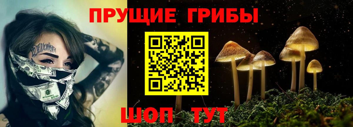 Псилоцибиновые грибы Psilocybine cubensis Киселёвск